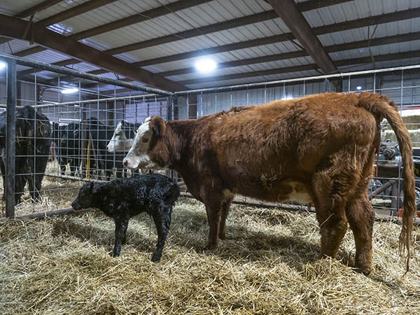 Cattle standing in a barn