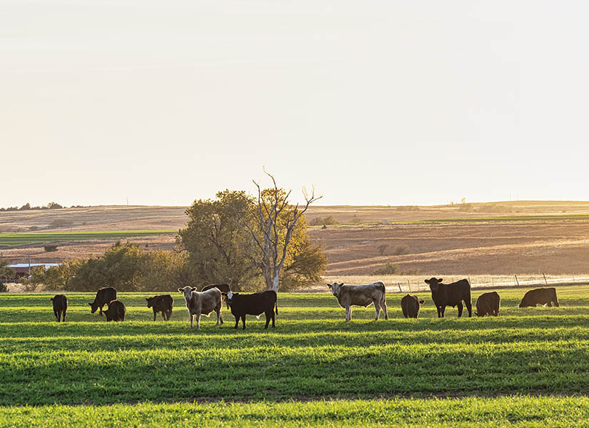 2022-insurance-survey.jpg Cattle in a field at sunset