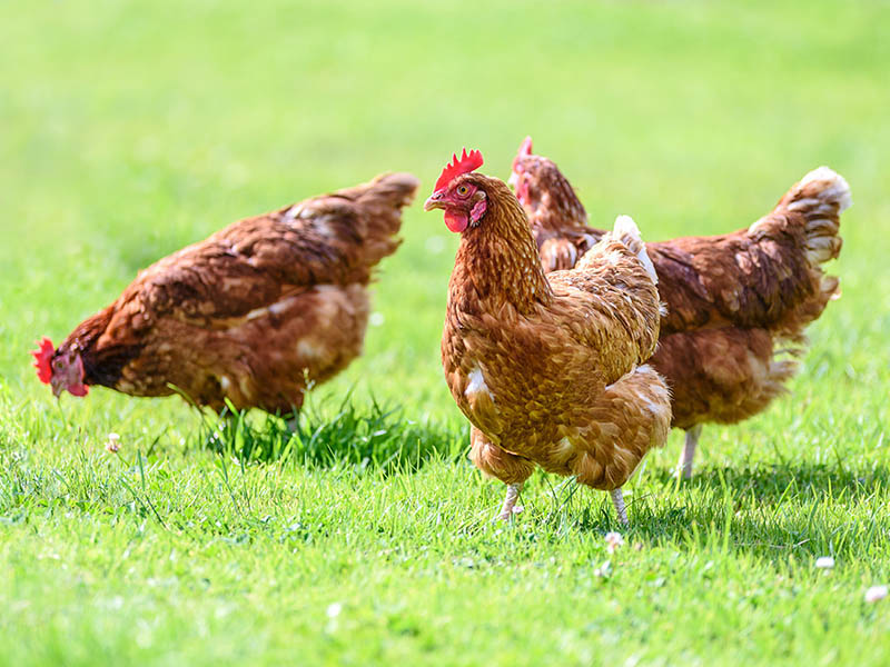 chickens on grass