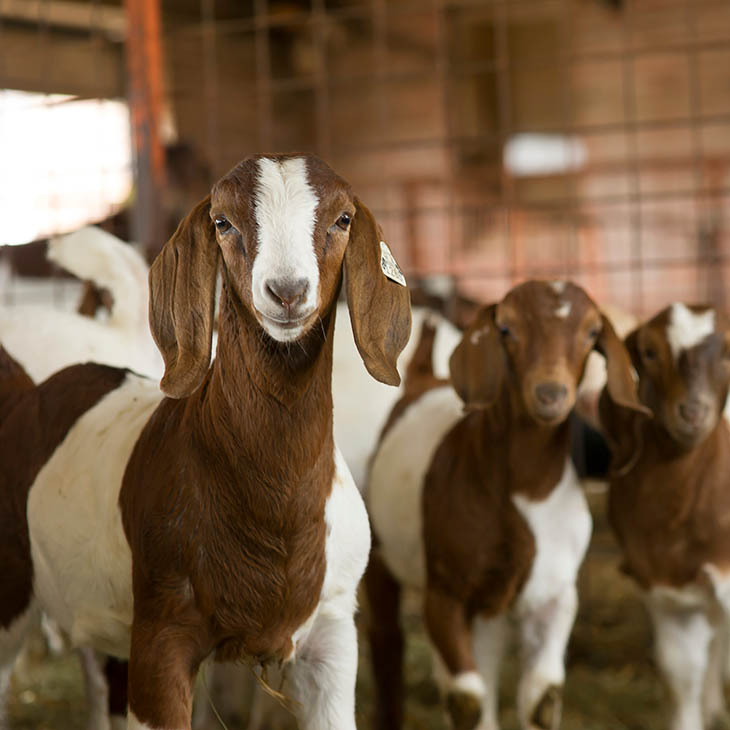 goats.jpg Meat Goat