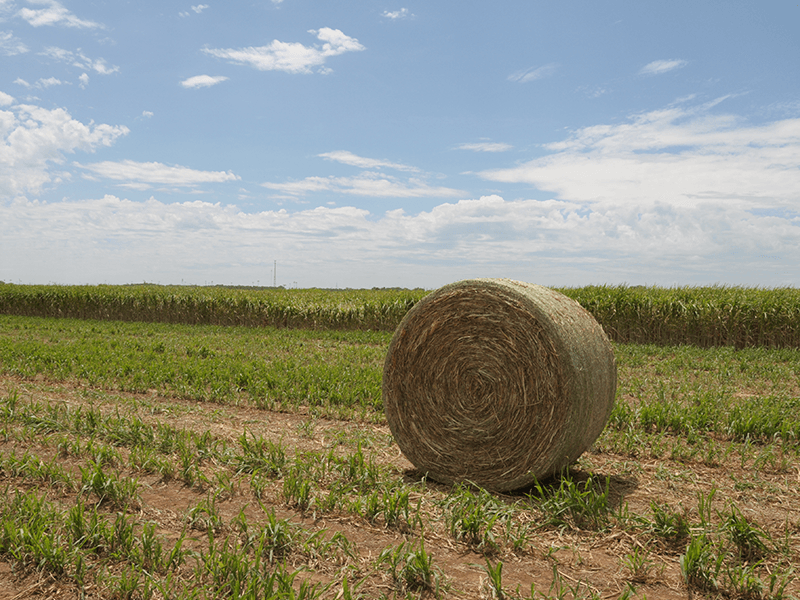 Round sorghum bale in sorghum field.
