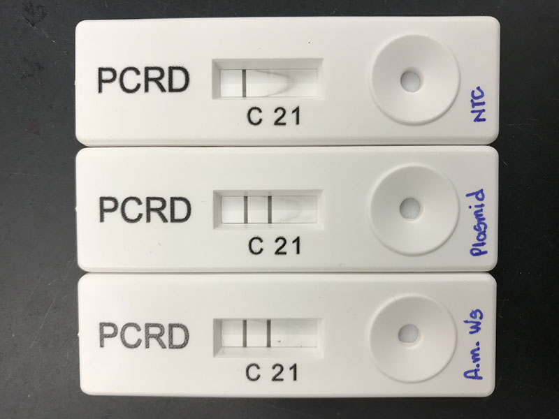 Three PCRD test kid