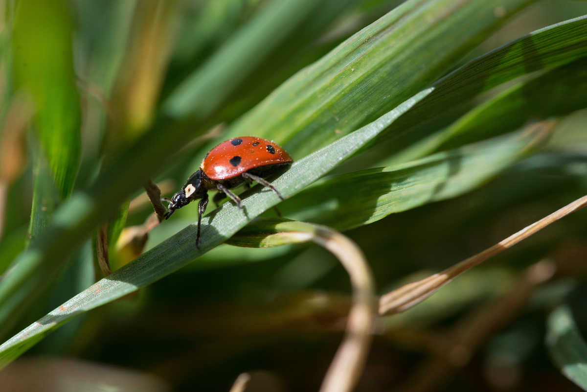 A lady bug on a piece of wheat.