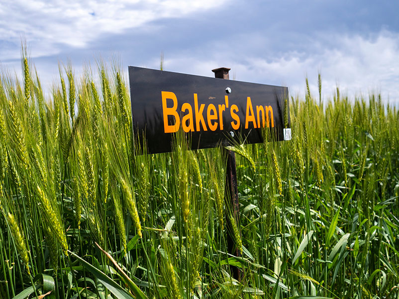bakers-ann-800x600