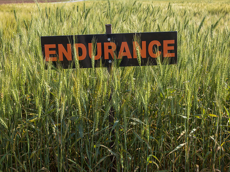 A field of wheat with a sign which says