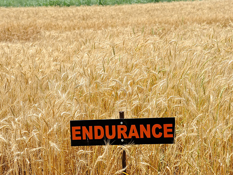 A wheat field with a sign which says