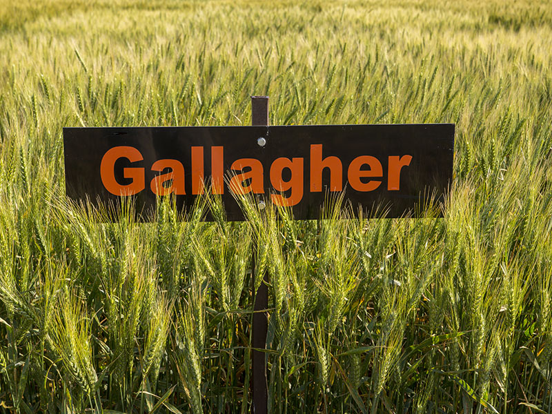 A black and orange sign standing in a field of Gallagher wheat. 