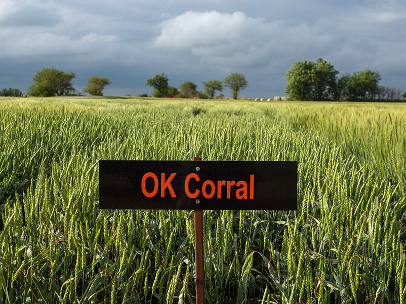 A field of OK Corral wheat. 