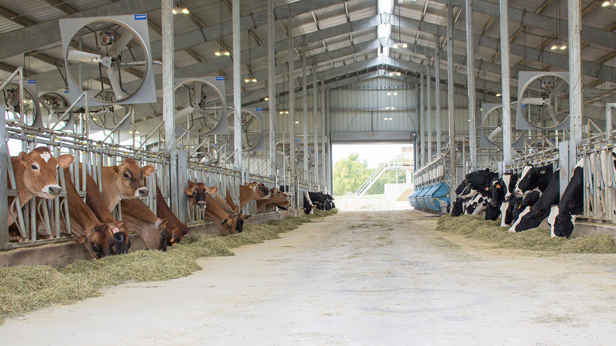 Dairy cattle in freestall barn