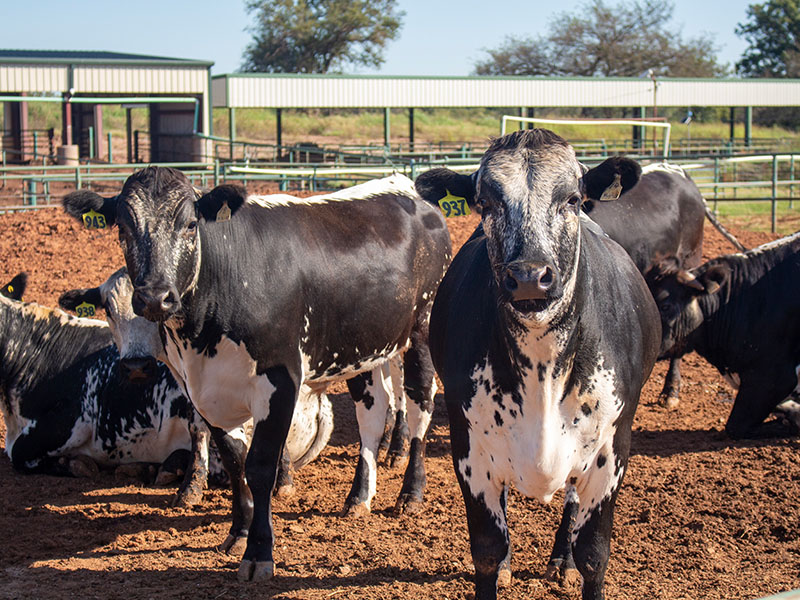 Black and white cattle at the Willard Sparks Beef Center. Black and white cattle at the Willard Sparks Beef Center.