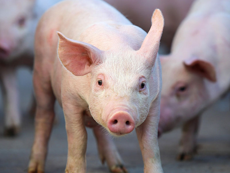 A piglet.