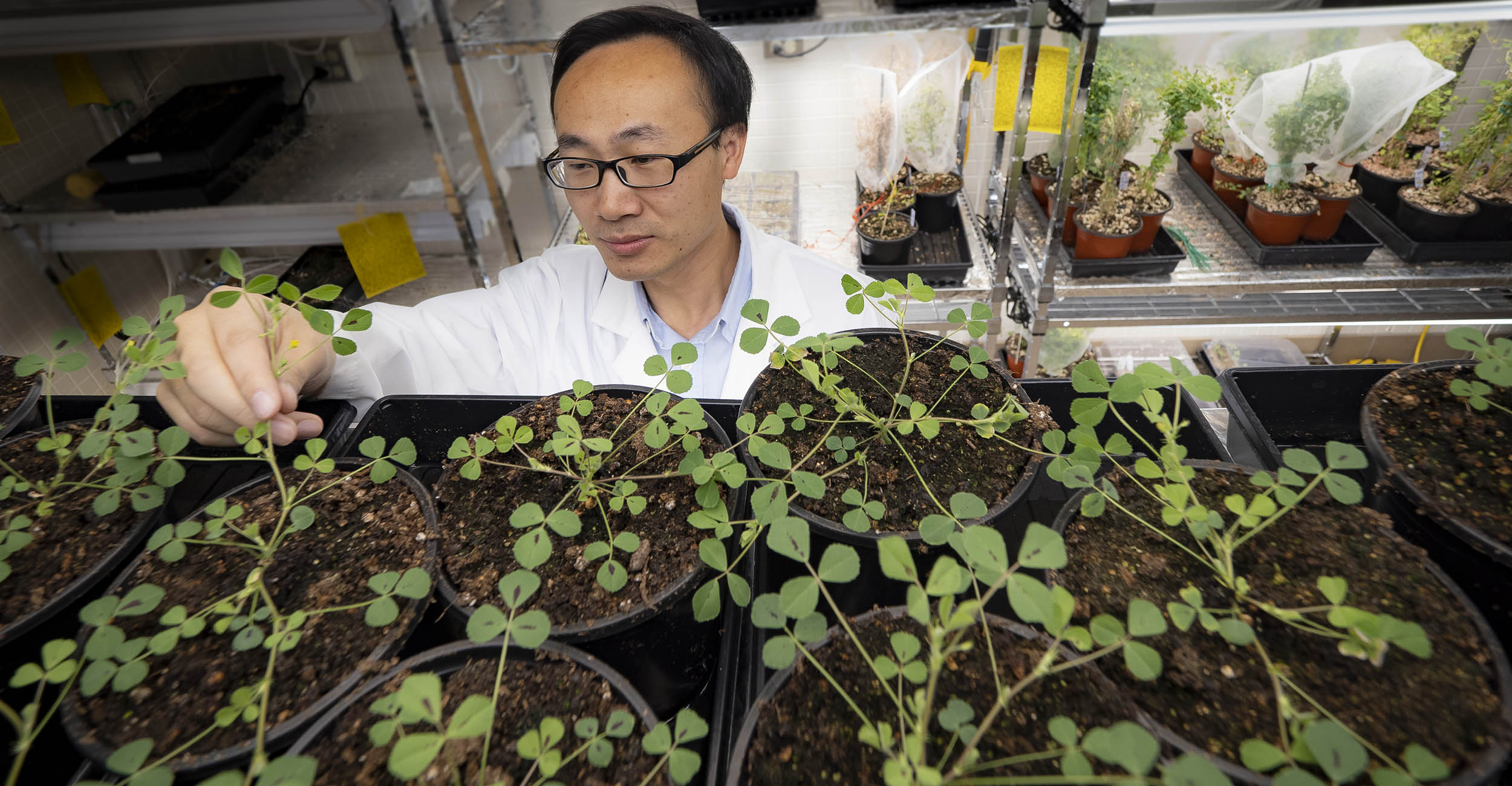 Feng Feng checking his Medicago truncatula plants in his laboratory. 