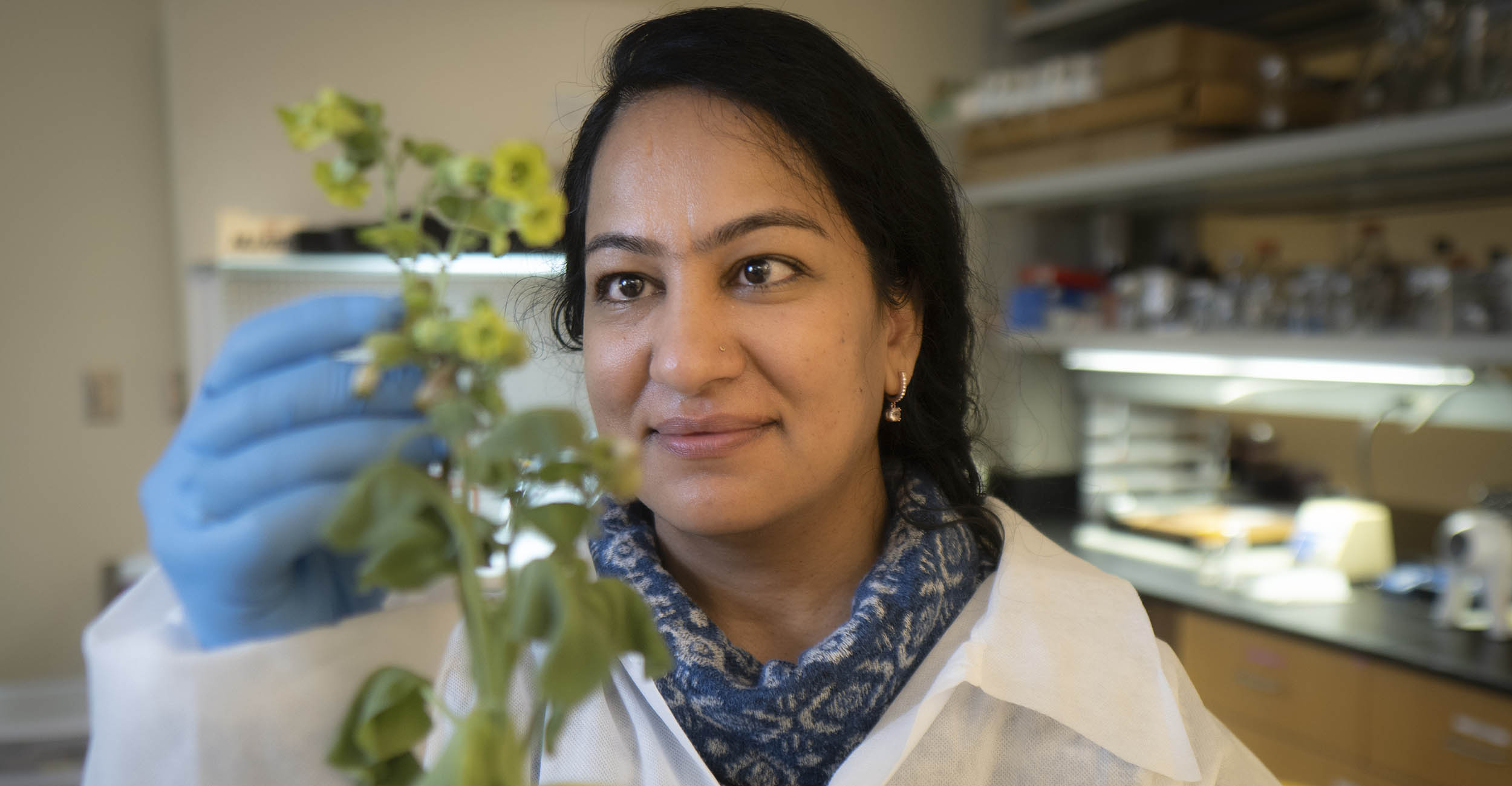 2022-davn-project.jpg OSU ag researcher Poonam Sharma working with a plant in her laboratory.