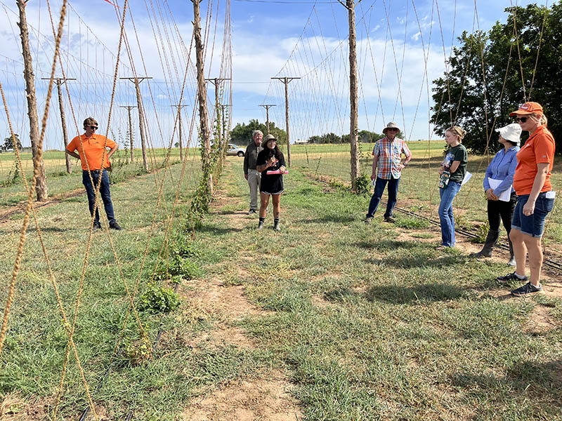 People stand around a hops vine in Oklahoma. People stand around a hops vine in Oklahoma.
