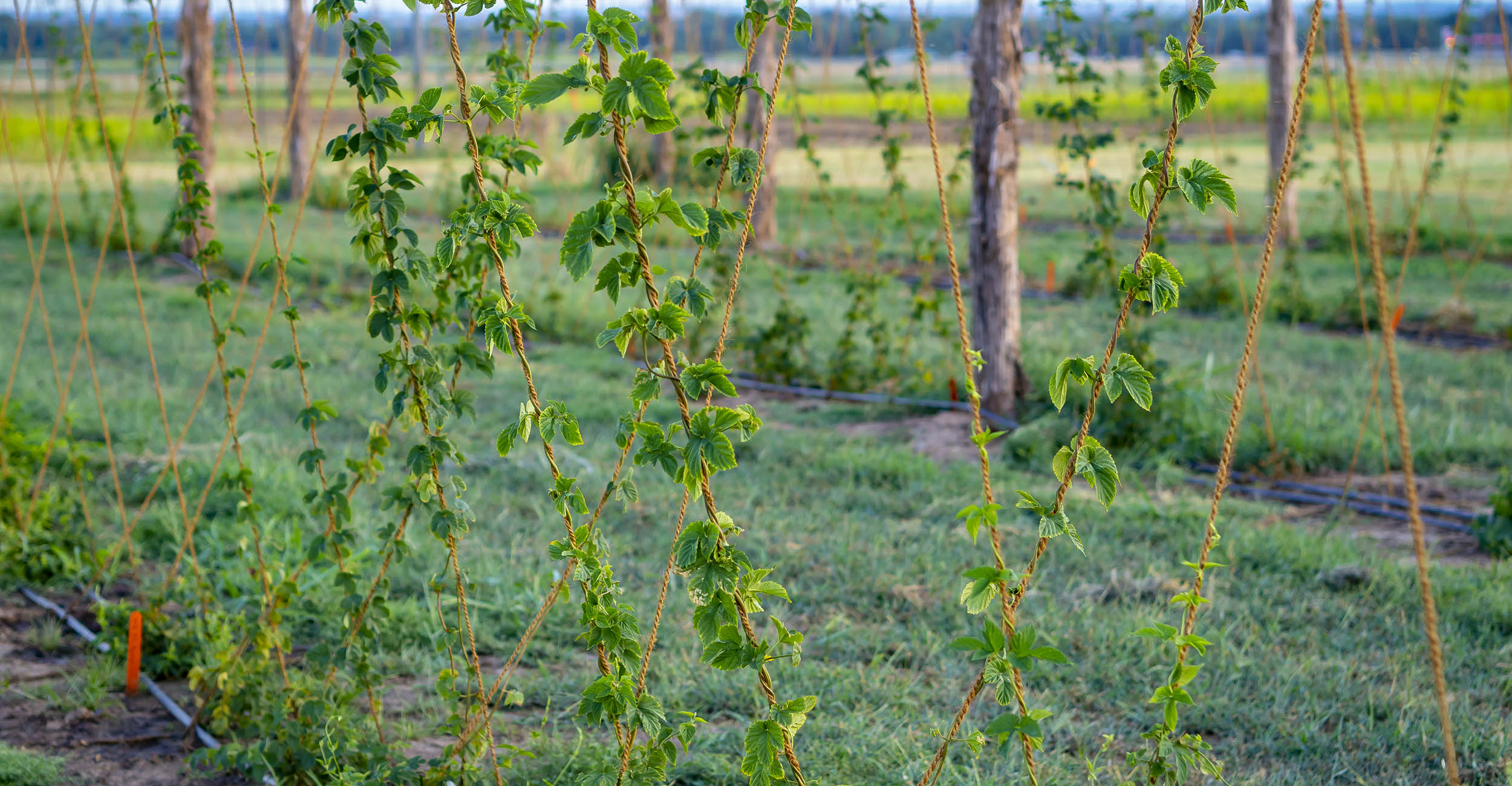 2022-hops-research.jpg Hops vines