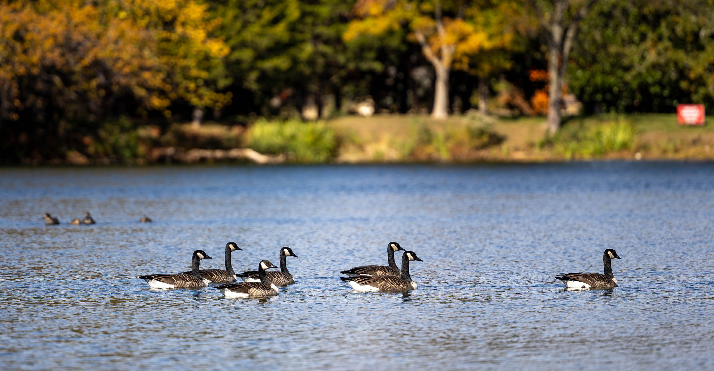 Geese sitting on the water in an Oklahoma lake.