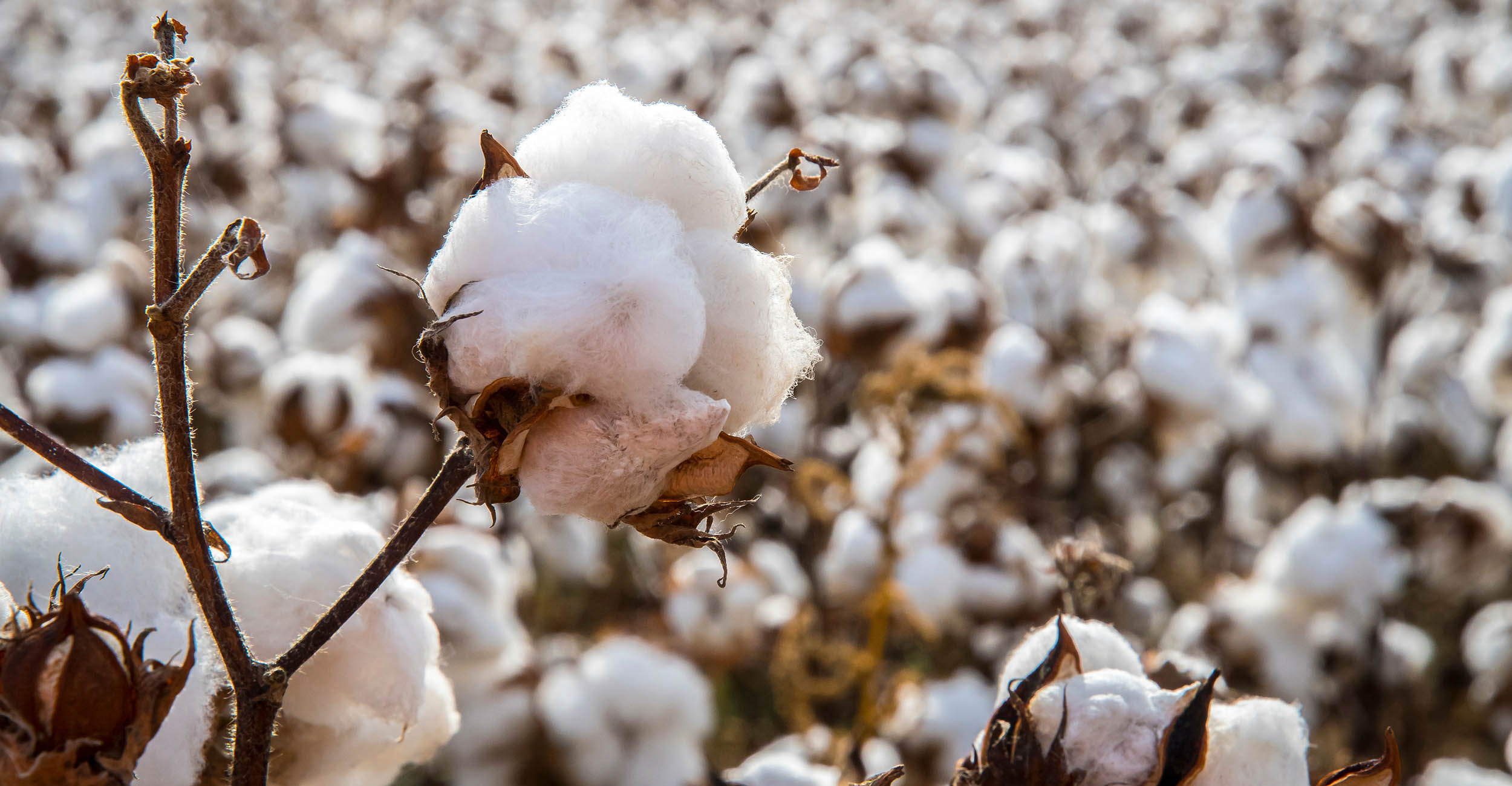Close up of a cotton plant in a cotton field