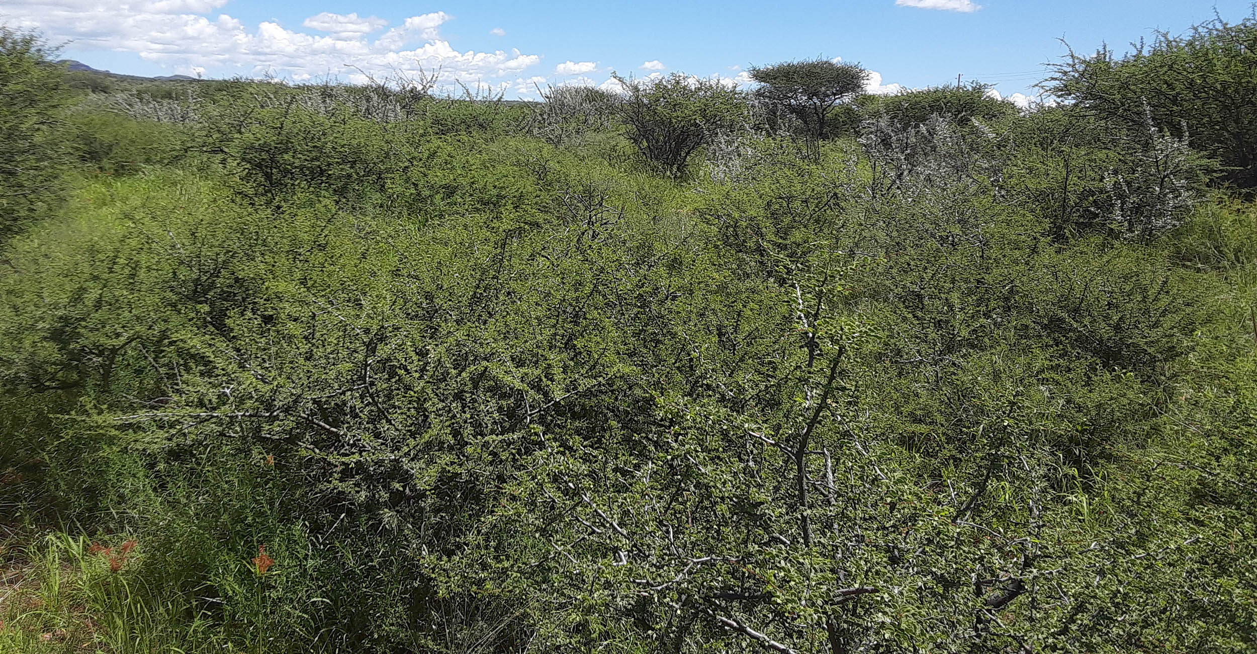 2023-fulbright-noden-banner.jpg Thorn bushes in Namibia.