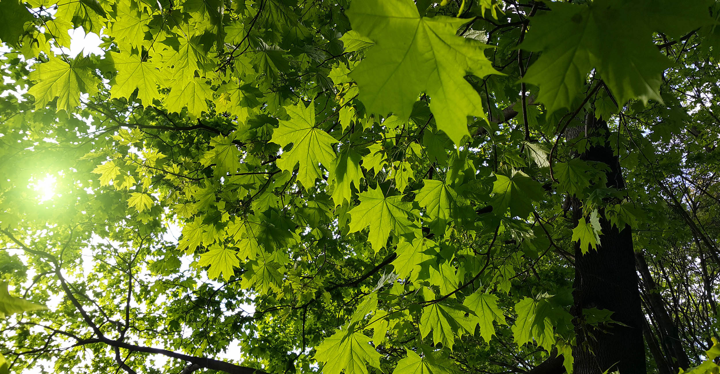 2023-syrup-production-banner.jpg The underside of the top of a maple tree zoomed in on the leaves.