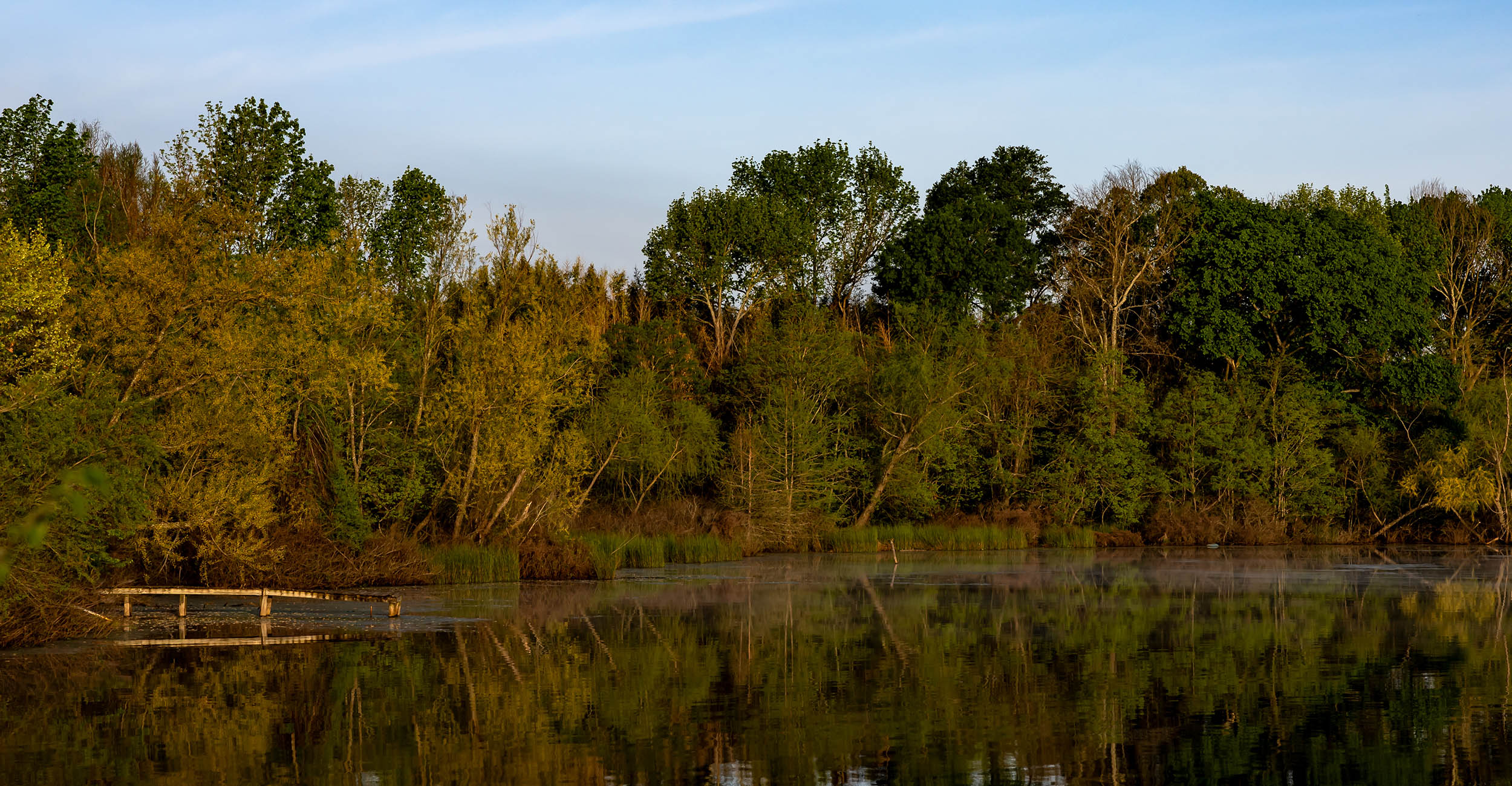 Forest trees across a lake