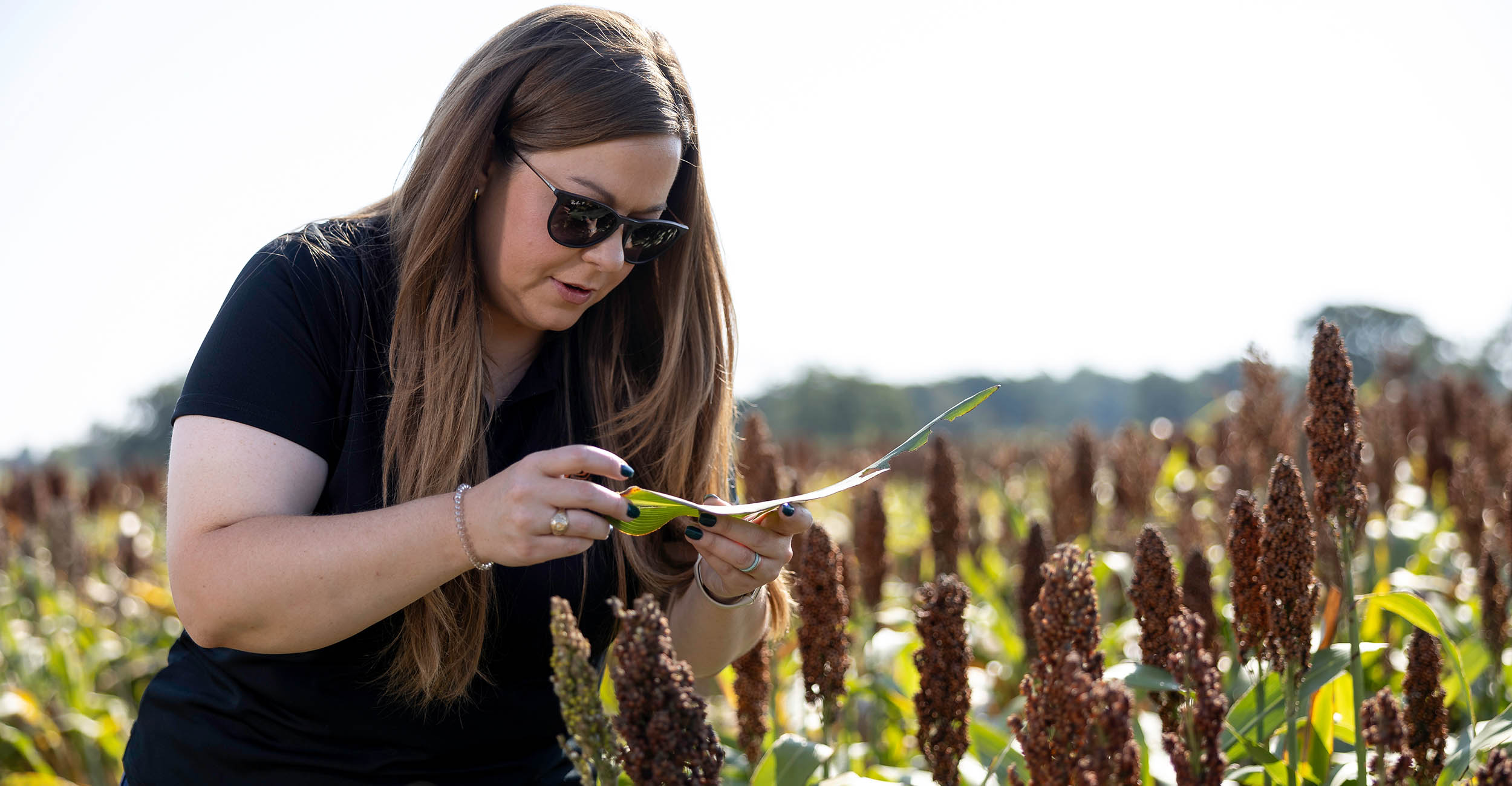 OSU IPM Coordinator Ashleigh Faris is standing in a sorghum field looking at aphids on a leaf.