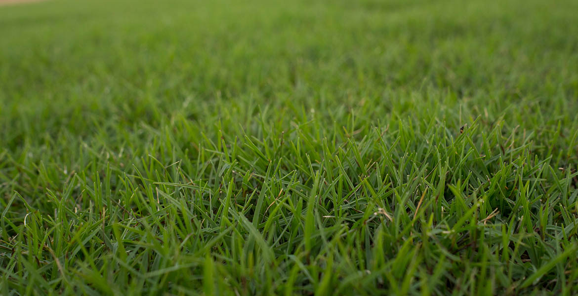 Tahoma 31 turfgrass Tahoma 31 turfgrass