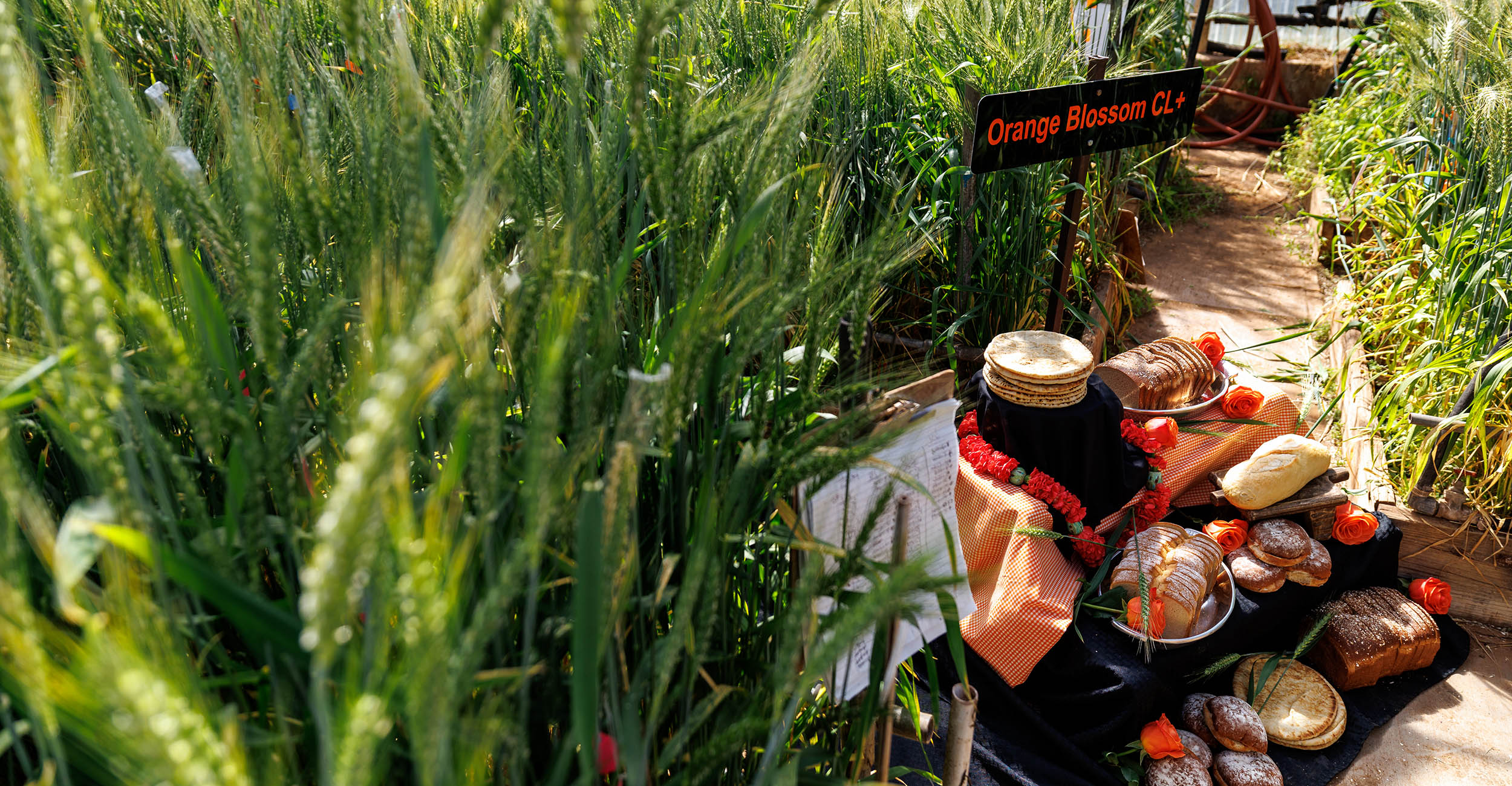 A display of bread products in a greenhouse with the Orange Blossom wheat surrounding it and a sign that says 
