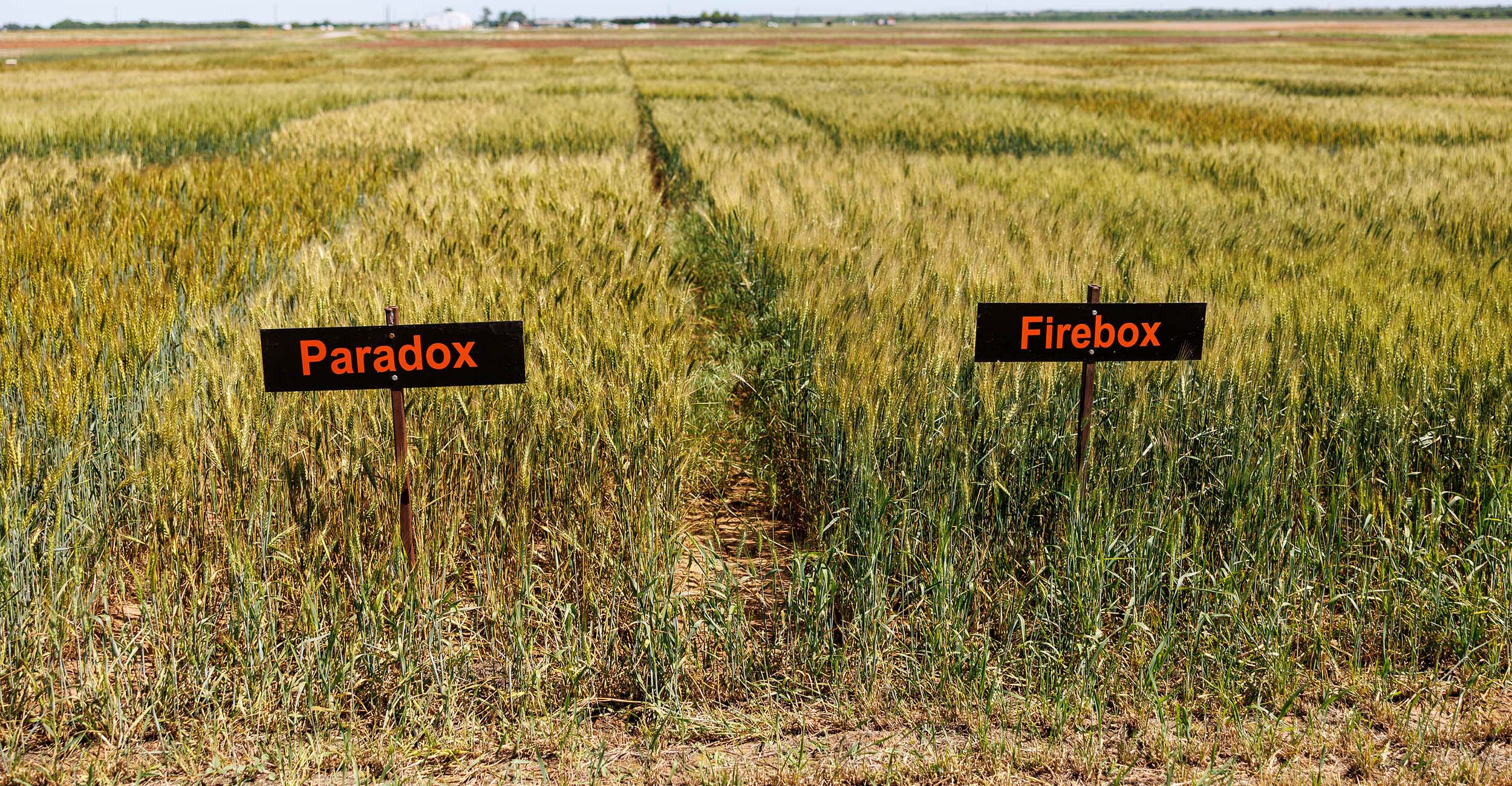 2025-oxwheat-banne-2500x1300.jpg Paradox and Firebox signs in front of a wheat field where the two varieties are located.