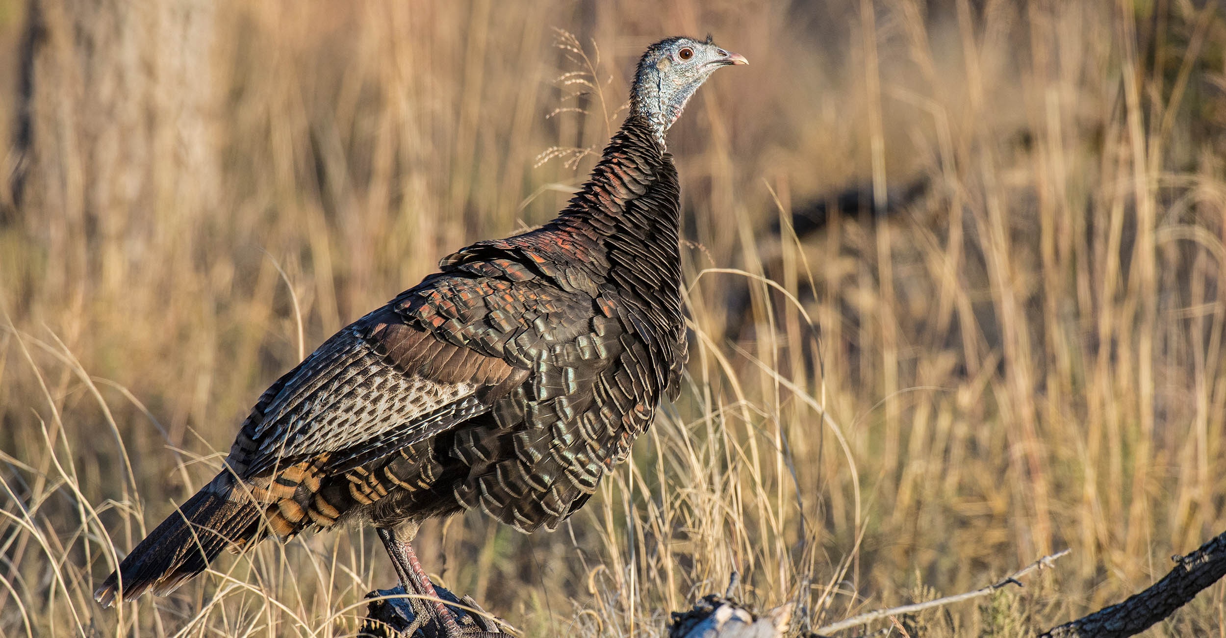 Close up of an Oklahoma wild turkey standing in a field.