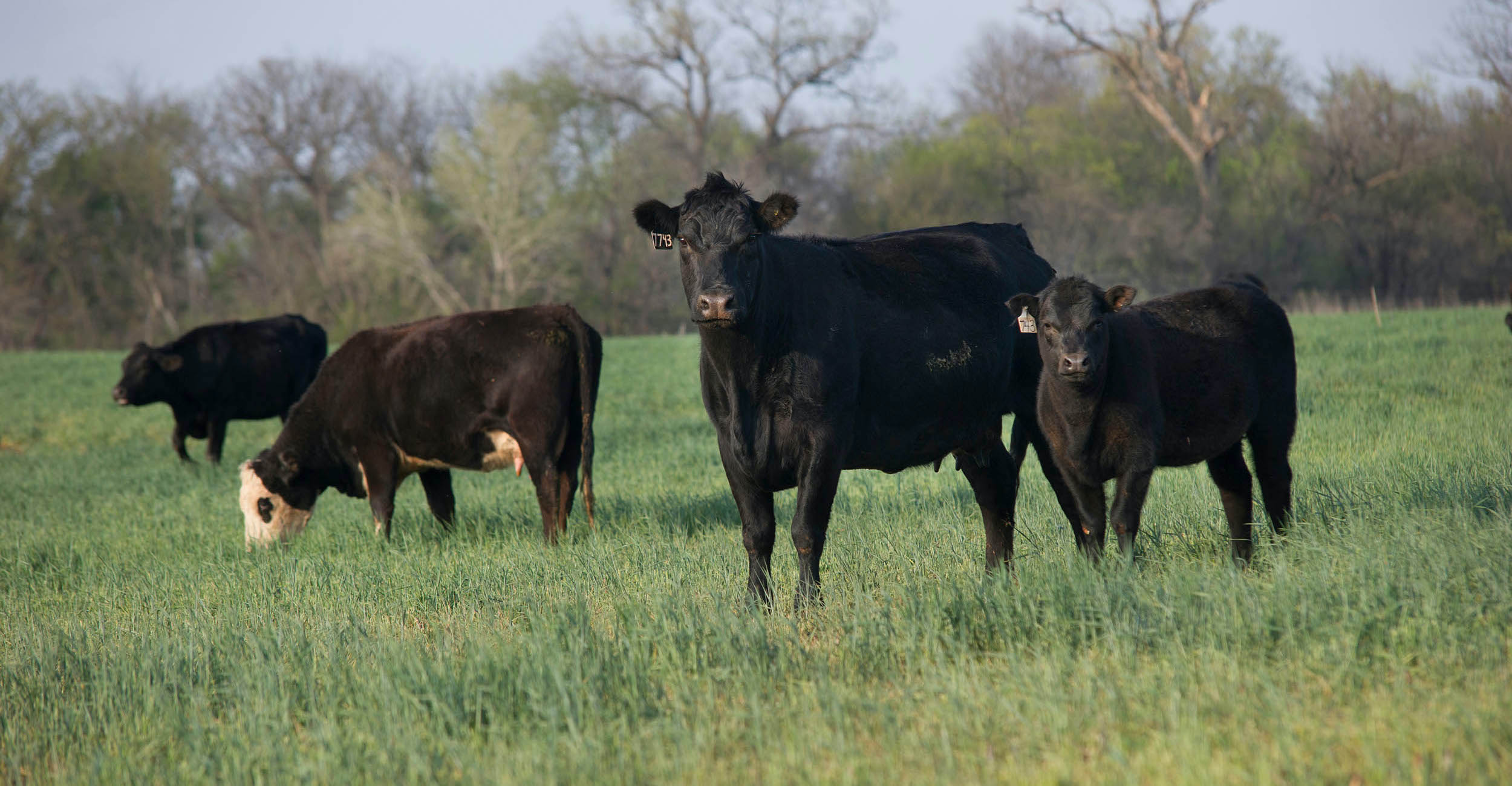cow-calf.jpg