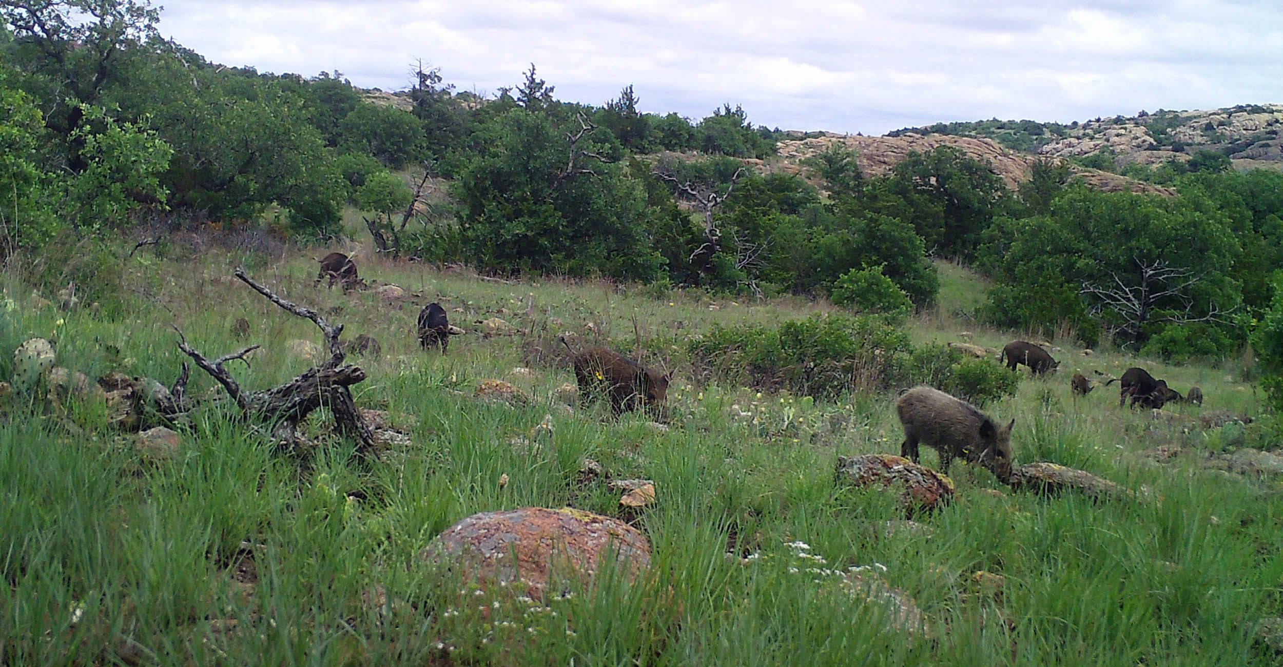 Feral hogs on a hillside in eastern Oklahoma.