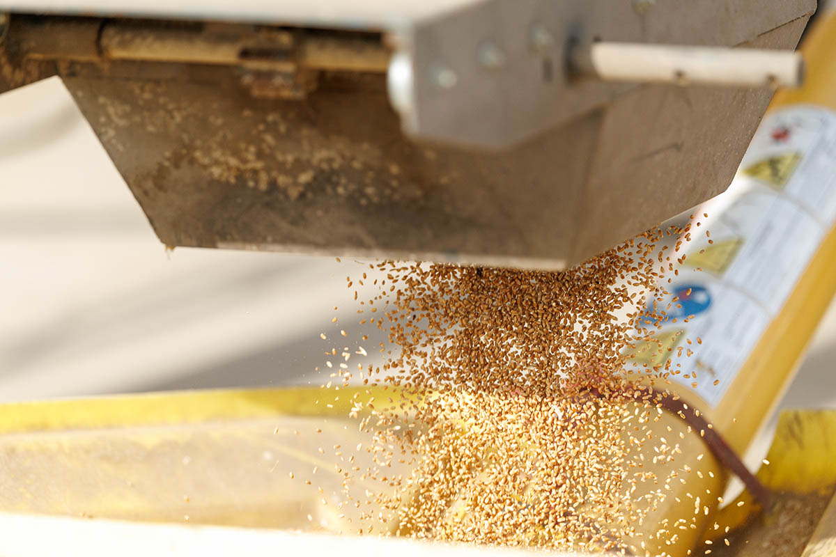 Wheat seeds falling out of a machine
