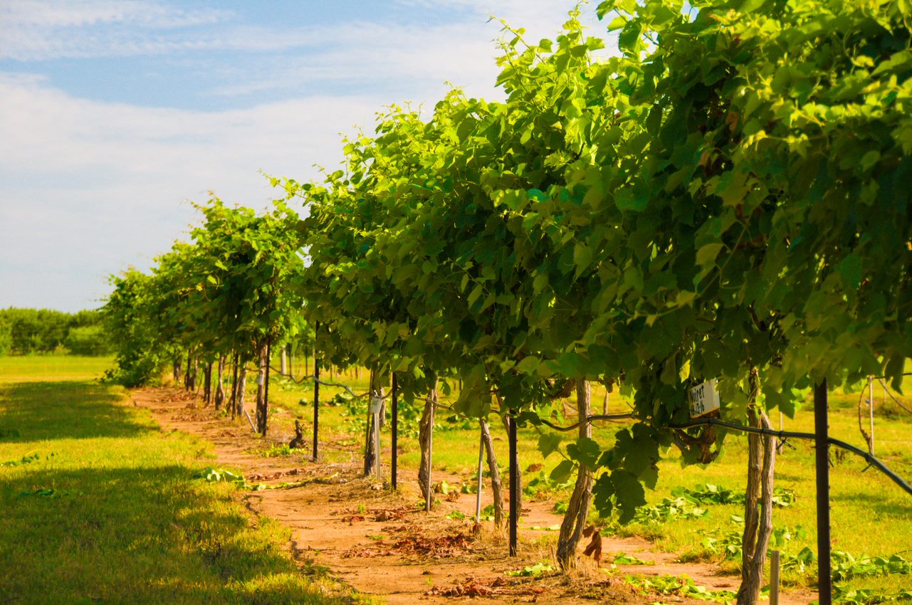 Grapevine. Grapevine.