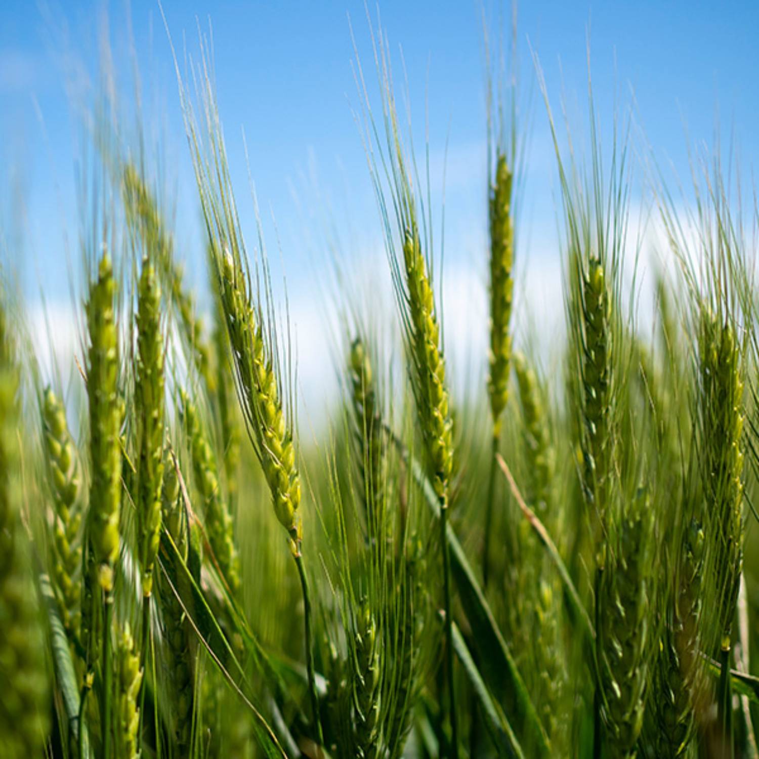 Duster wheat. 