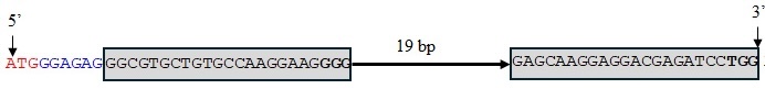 Wild-type sequence of TaMYB-D7b.