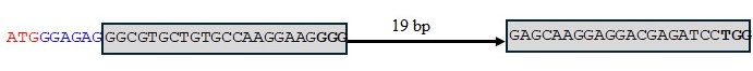TaMYB-A7 sequence.
