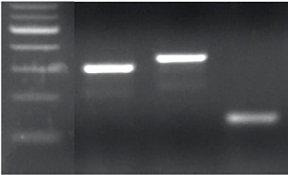 TaMYB-D7b-ED1 and TaMYB-A7-ED2 PCR genotype.