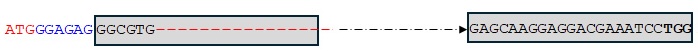 aMYB-B7-ED1 sequence.