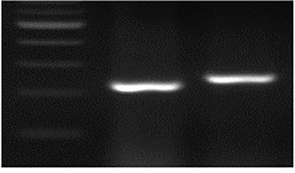 TaMYB-B7-ED1 PCR genotype.