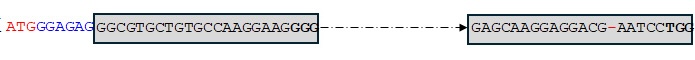 TaMYB-B7-ED2 sequence.