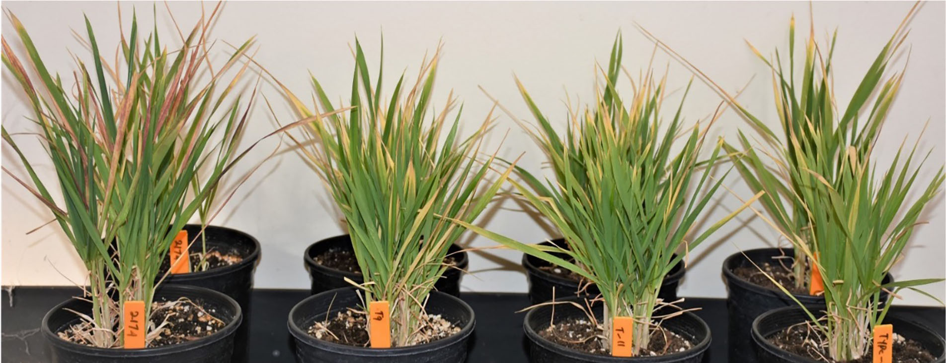 WT, a2a2b2b2d1d1, a1a1b2b2DD and a2a2BBd1d1 plants in a pot.