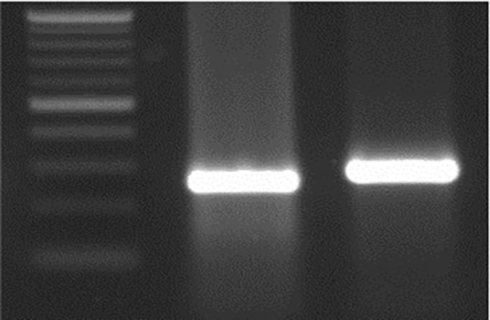 M 26 bp Del WT sequence.