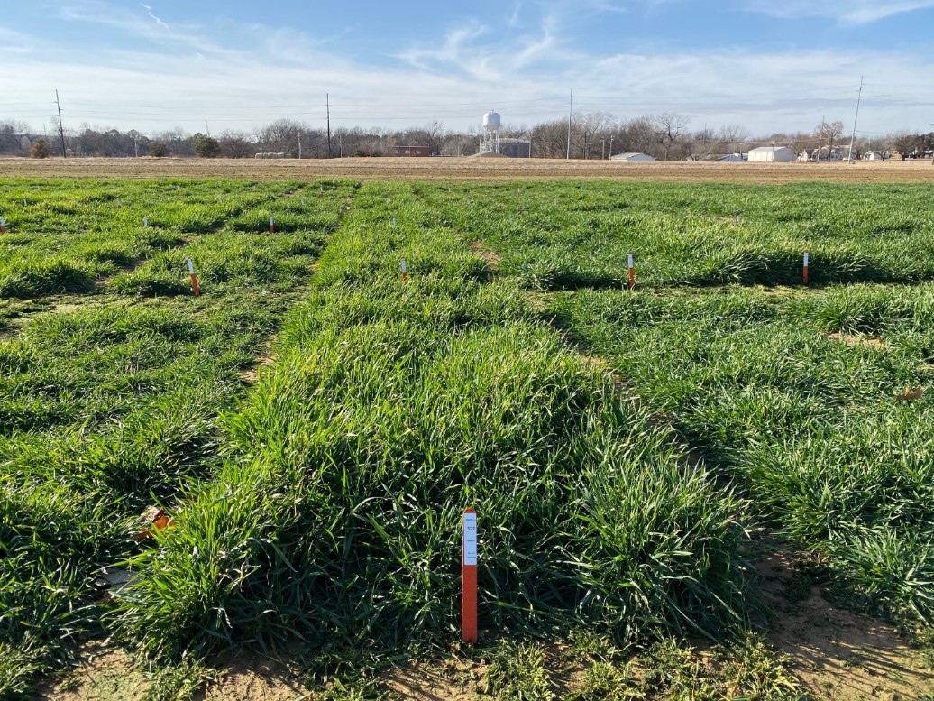A field of grass. 