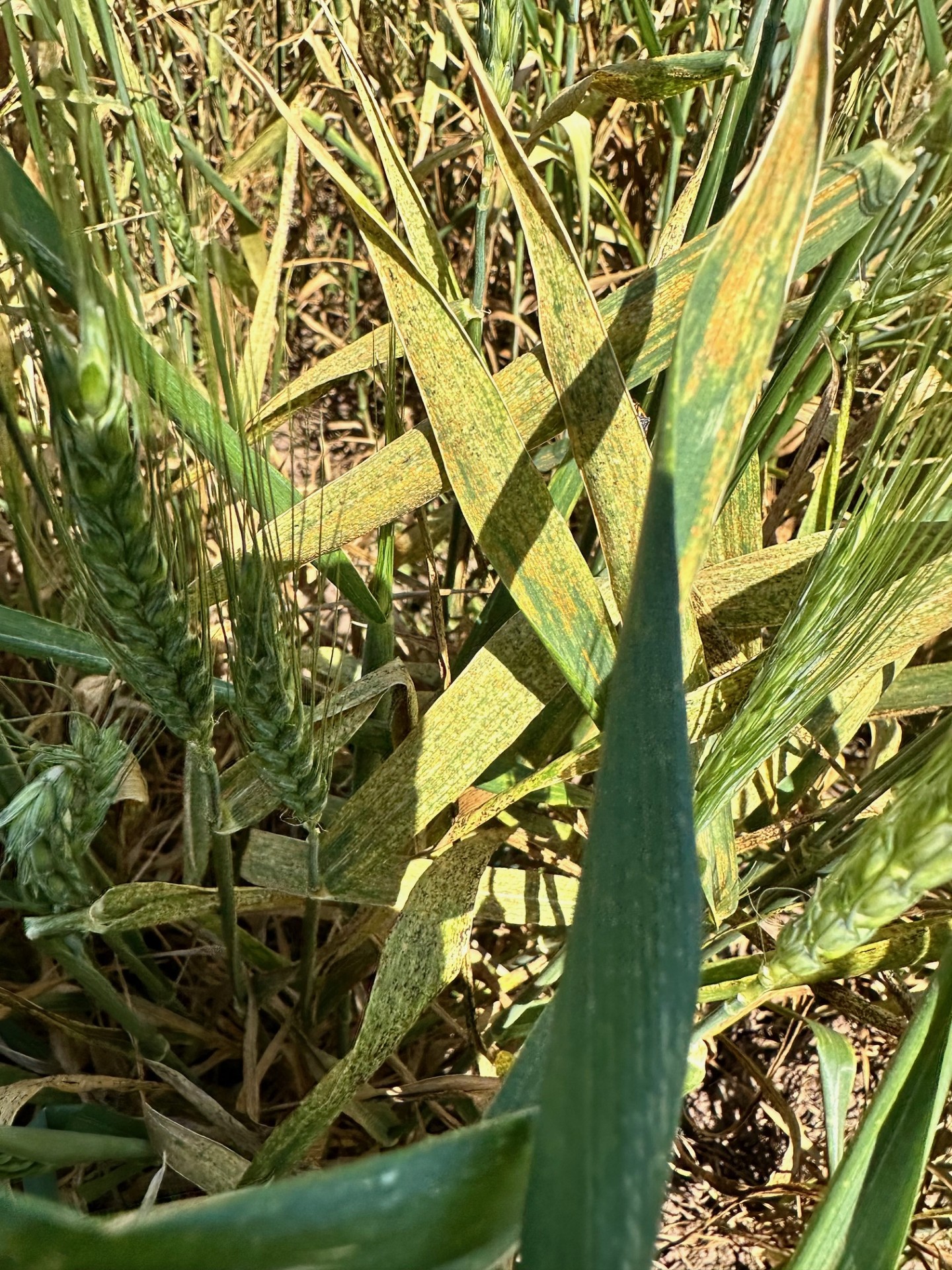 Wheat leaves in a field affected by stripe rust.