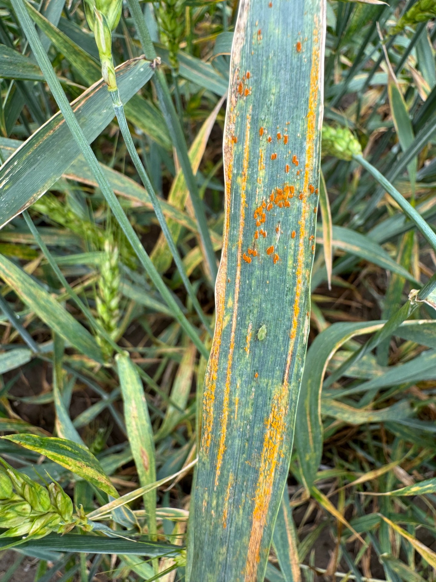 A close-up of a wheat leaf in a field affected by leaf rust.
