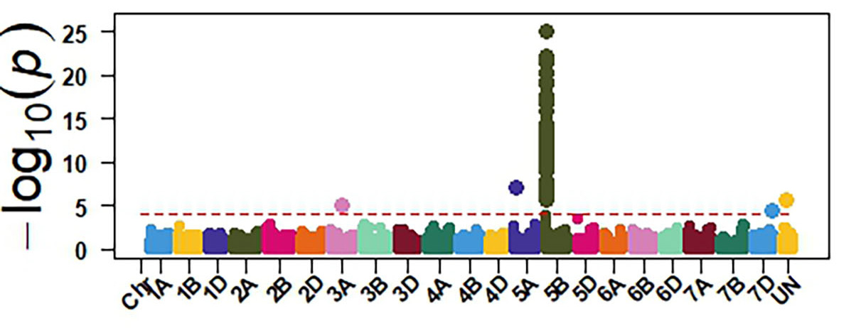 Tox3 - GWAS identified sensitivity genes to Septoria nodorum blotch in OSU hard red winter wheat.