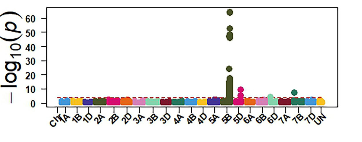 ToxA - GWAS identified sensitivity genes to Septoria nodorum blotch in OSU hard red winter wheat.