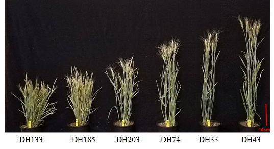 Six examples (DH133, DH185, DH203, DH74, DH33 and DH43) ranging from shortest to tallest in a row,