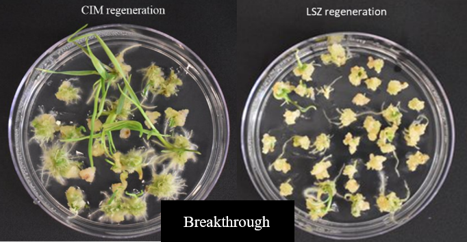 A comparison of two samples in a petri dish of LSZ regeneration and CIM regeneration for Breakthrough.