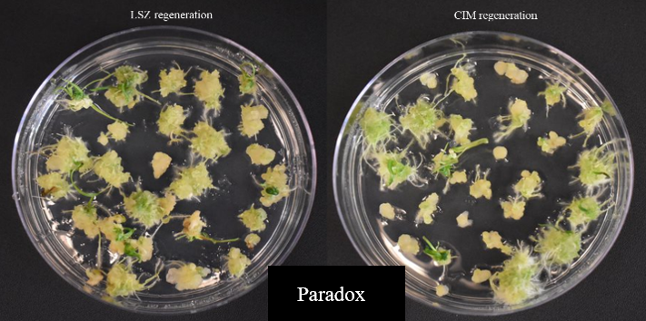 A comparison of two samples in a petri dish of LSZ regeneration and CIM regeneration for Paradox.